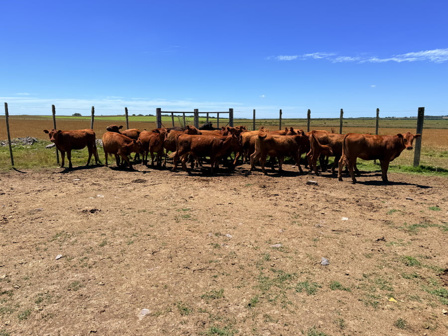Lote Vaquillonas 1 a 2 años