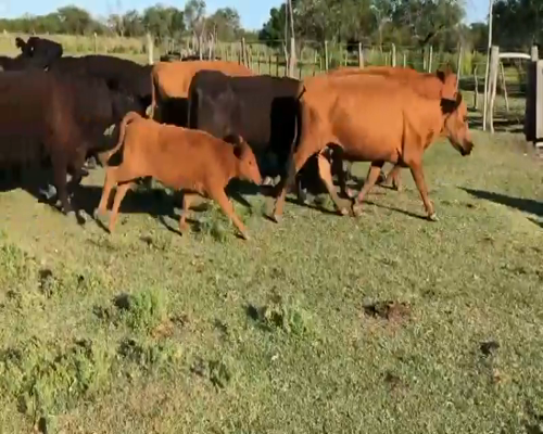 Lote 30 Vacas CUT con cría en Entre Ríos, Federal