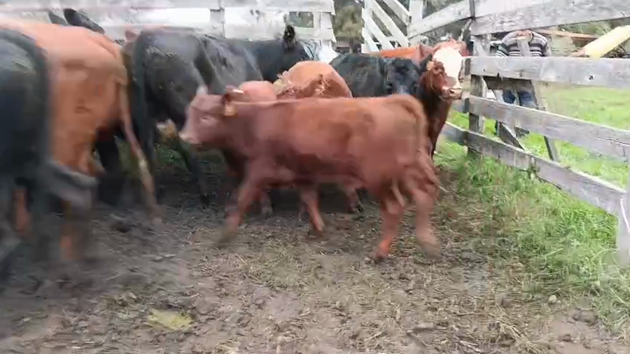 Lote 14 Piezas de cría a remate en Pantalla Especial de Otoño, San José