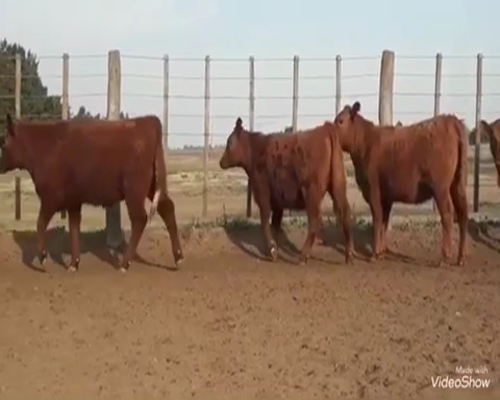 Lote 50 Vaquillonas en Pellegrini, Buenos Aires