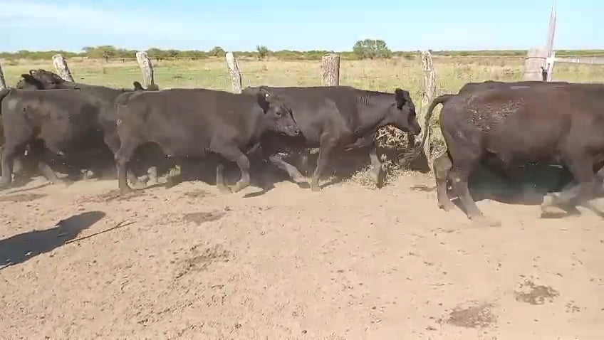 Lote 120 Novillitos en Corrientes, Curuzu Cuatia