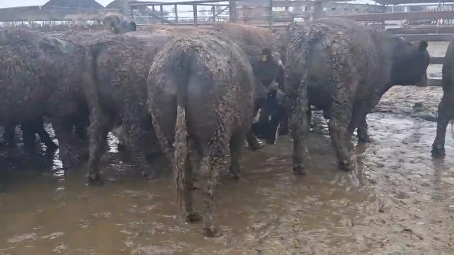 Lote 20 Novillo Gordo en Los Ángeles, VIII Región Biobío