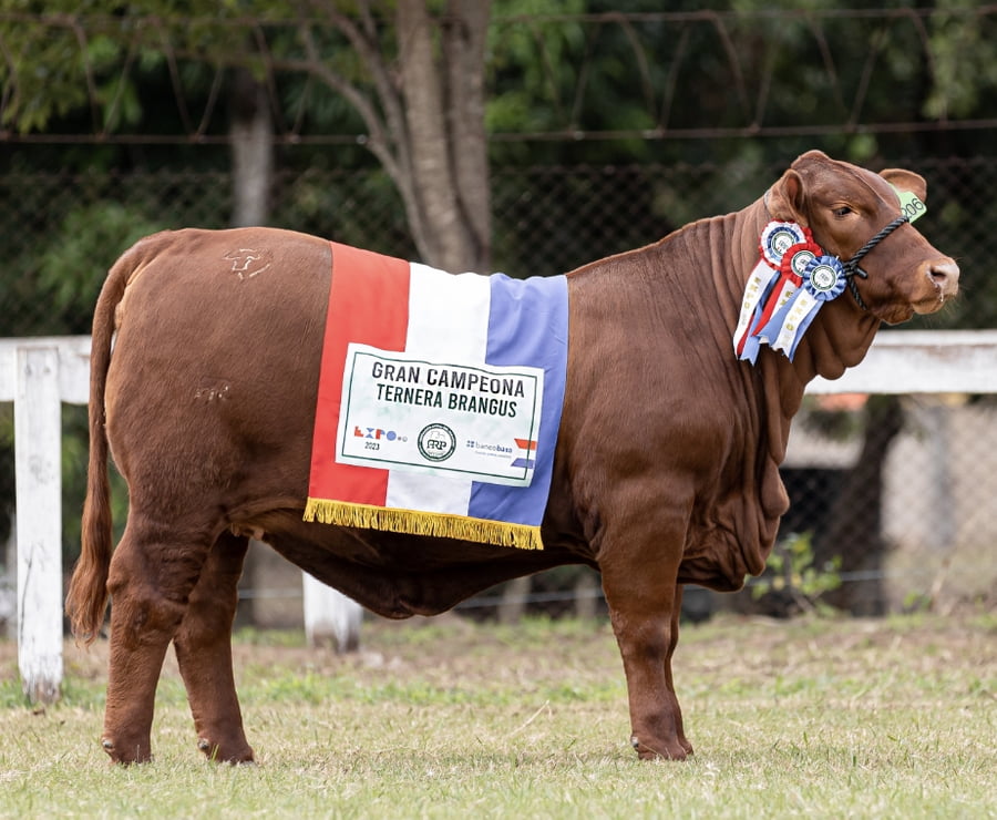 Lote LOTE 6