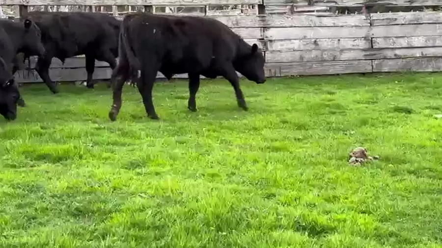 Lote 32 Ternero en Cisnes, XI Región Aysén