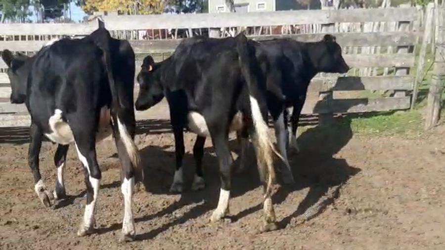 Lote (Vendido)3 Vaquillonas 1 a 2 años HOLANDO a remate en Pantalla Camy Mayo - Desde La Cuenca 500kg - , San José