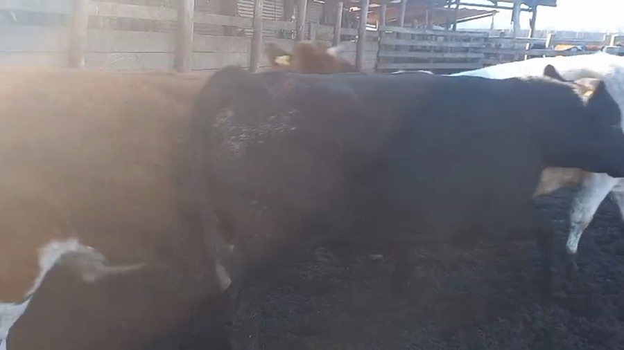 Lote 40 Novillo Gordo en Cabrero, VIII Región Biobío