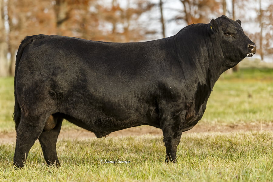 Lote Toro Puro de Pedigree Negro
