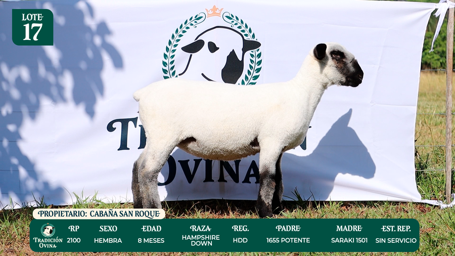 Lote LOTE 17