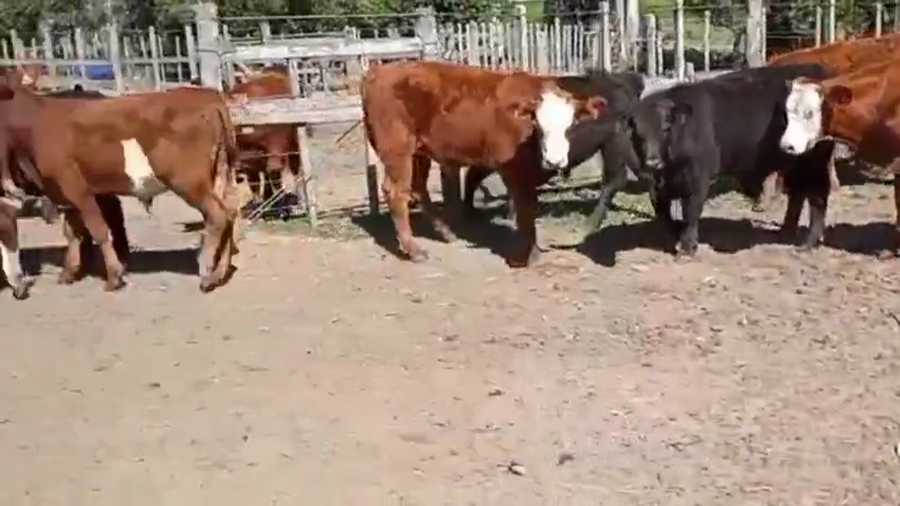Lote TERNEROS