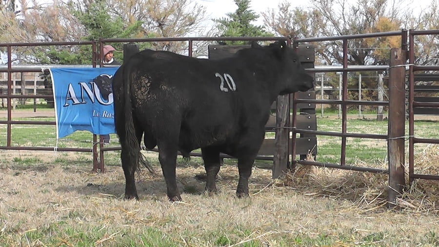 Lote TOROS ANGUS PC