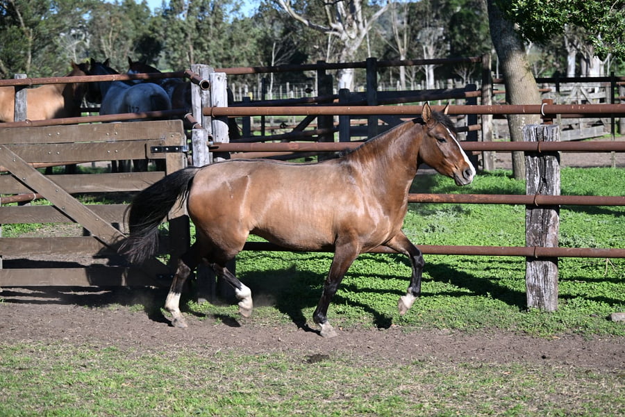 Lote LA BRAVA TESORERA