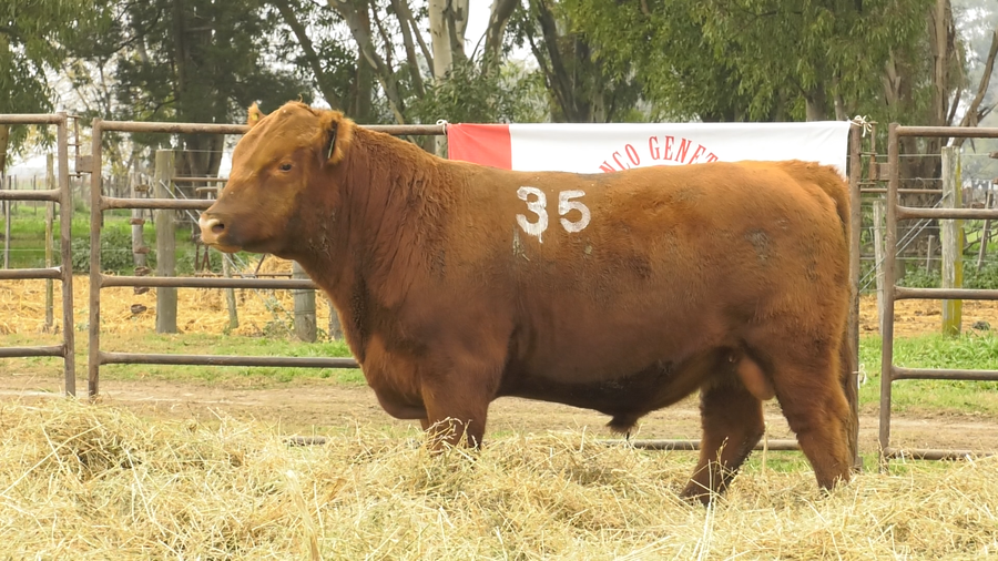 Lote TOROS ANGUS COLORADOS  PC