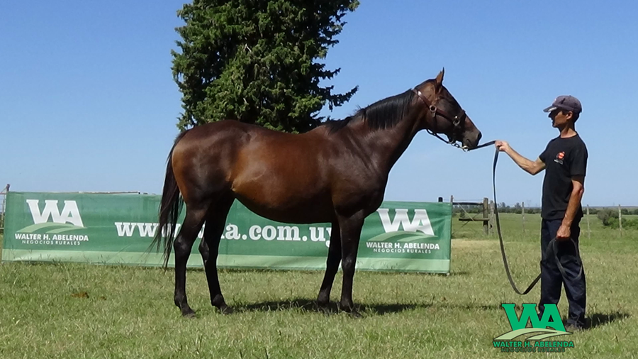 Lote UNE MUSIQUE (Brz)