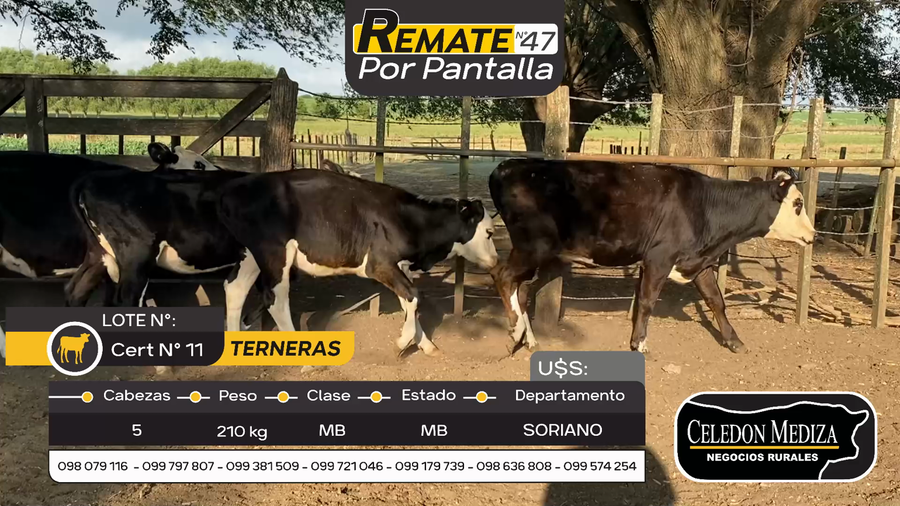 Lote 5 Terneras en Otra Localidad, Soriano