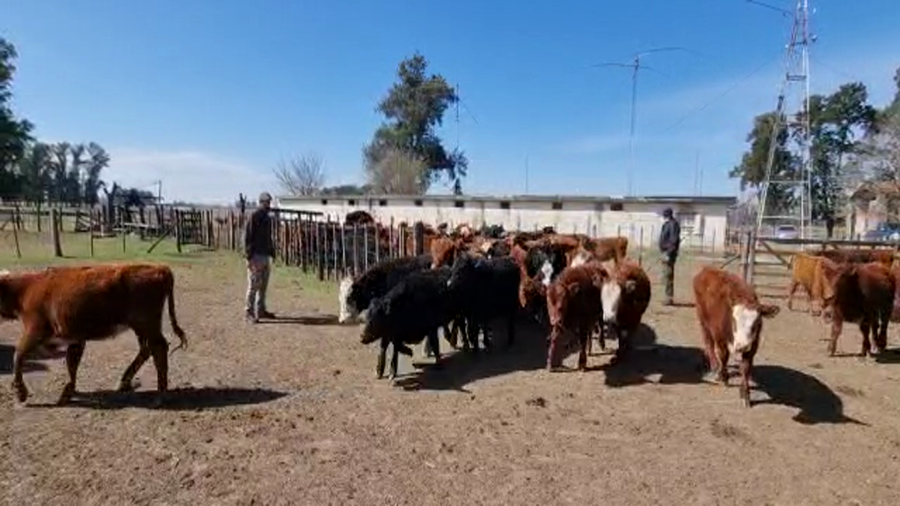 Lote 99 Terneros/as en Marcos Paz, Buenos Aires
