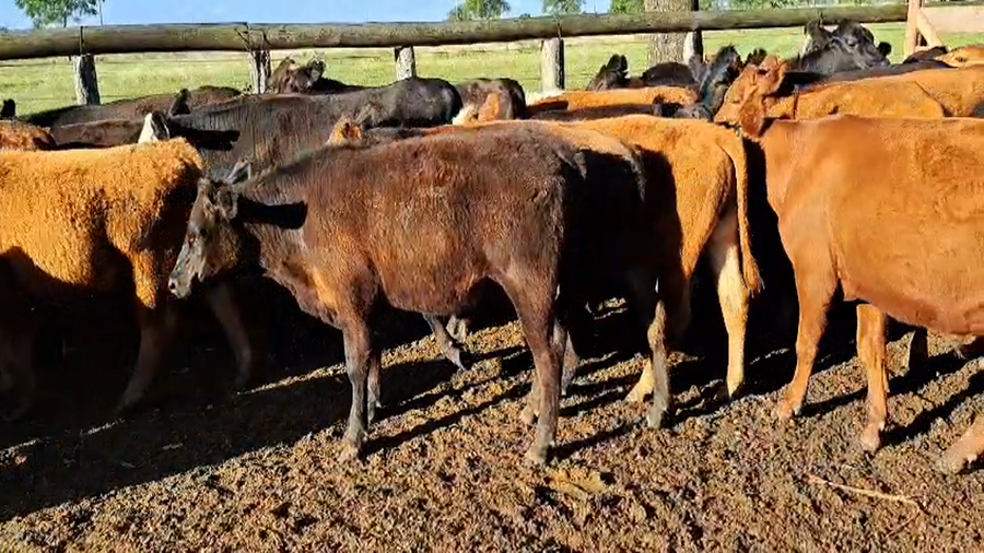 Lote 48 Novillitos en Entre Ríos, San Jaime