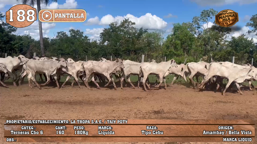 Lote LOTE 188 - PANTALLA