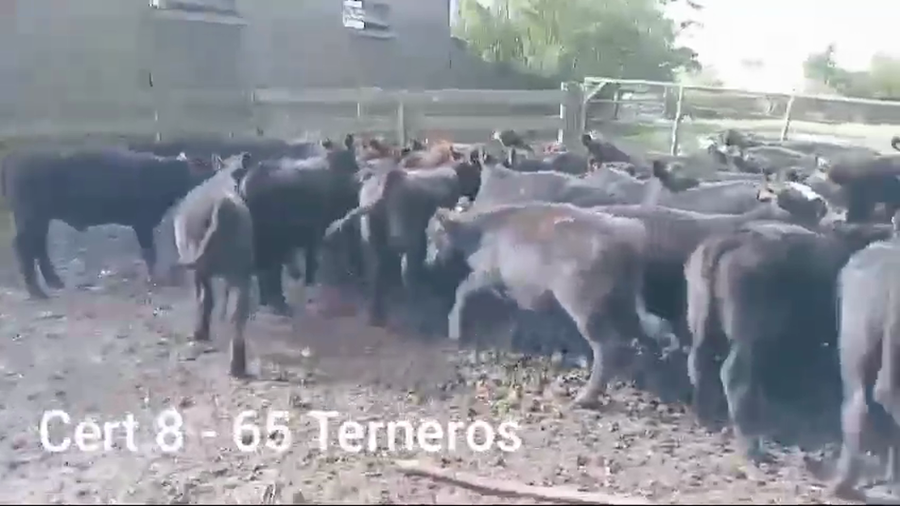 Lote TERNEROS