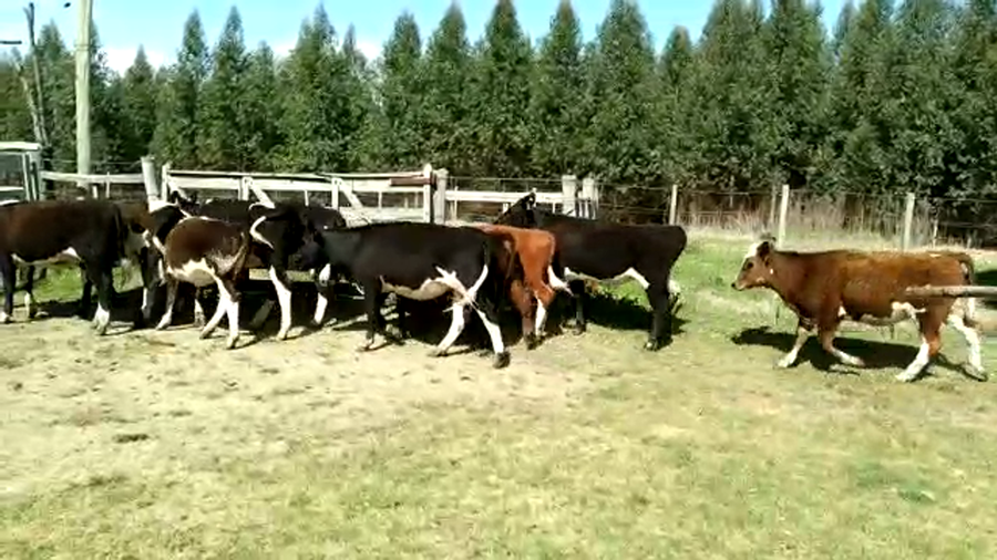 Lote (Vendido)10 Terneras CRUZAS a remate en PANTALLA FEDERICO GARLAND 220kg -  en MONZON