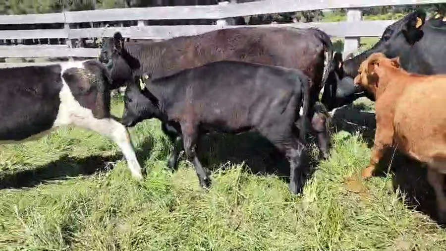 Lote 6 Piezas de cría a remate en Pantalla Camy 420kg - , San José