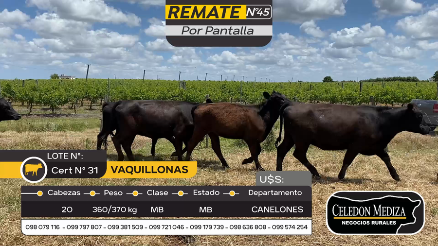 Lote 20 Vaquillonas  en Parador Tajes, Canelones