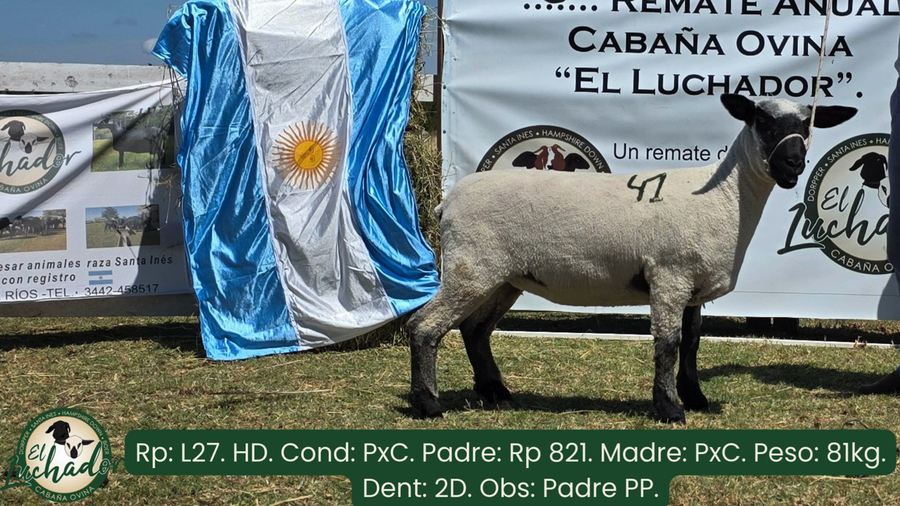 Lote L27