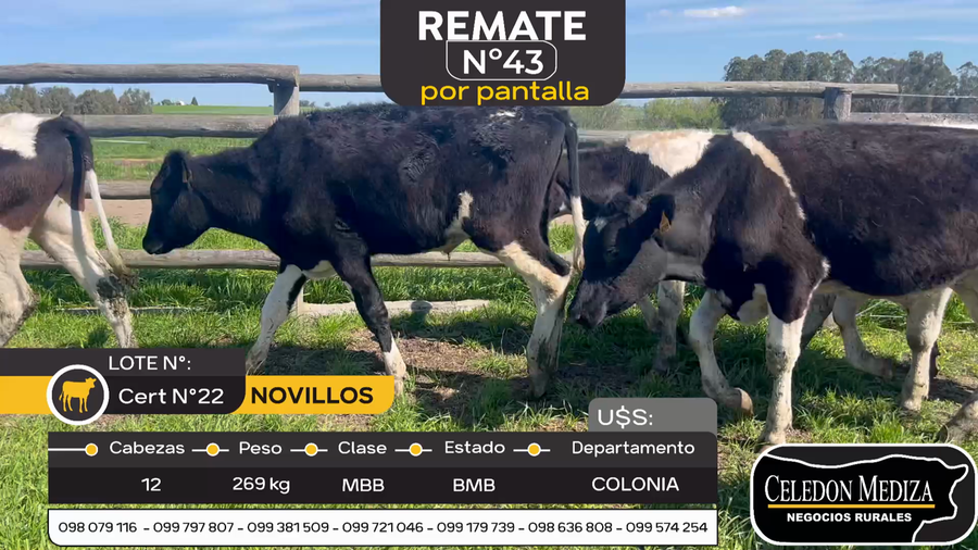 Lote 12 Novillos en Otra Localidad, Colonia