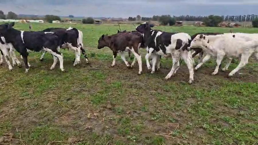 Lote 9 Terneros a remate en Pantalla Aniversario - Escritorio Camy 100kg - , San José