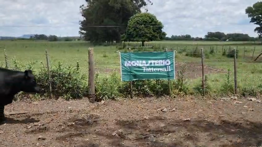 Lote 31 Novillos en Tandil