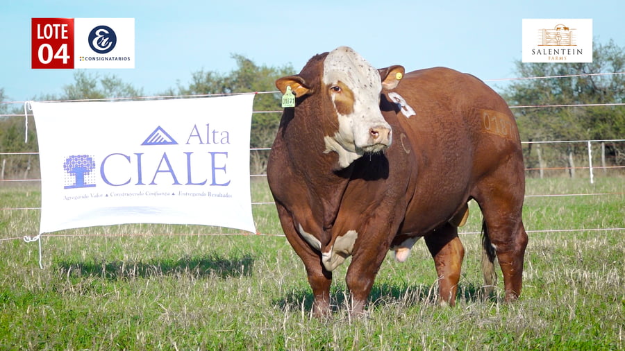 Lote LOTE 4 - TORO BRAFORD NO. 8