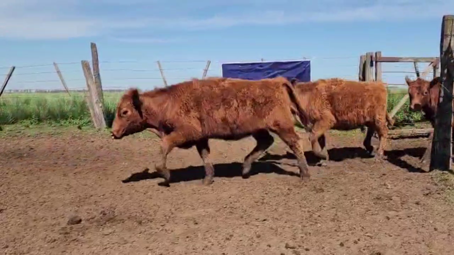 Lote 55 VAQUILLONAS, EN GUAMINI, BS. AS.