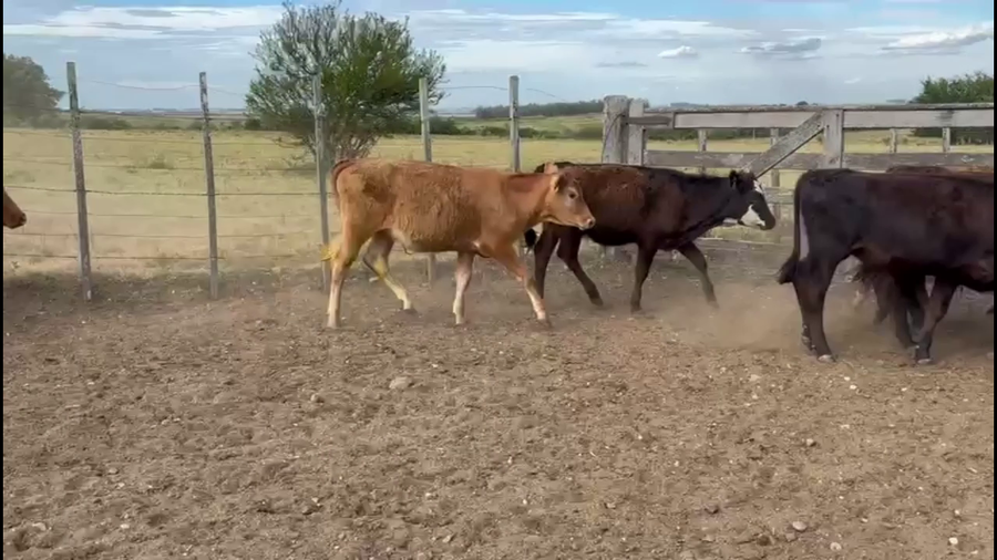 Lote NOVILLOS 1-2 AÑOS