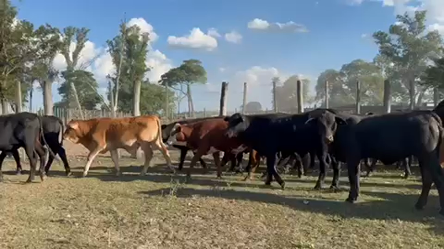 Lote 115 Terneros/as en Gran Guardia, Formosa