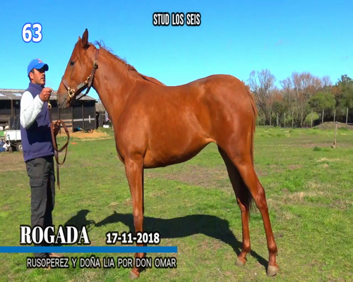 Lote ROGADA