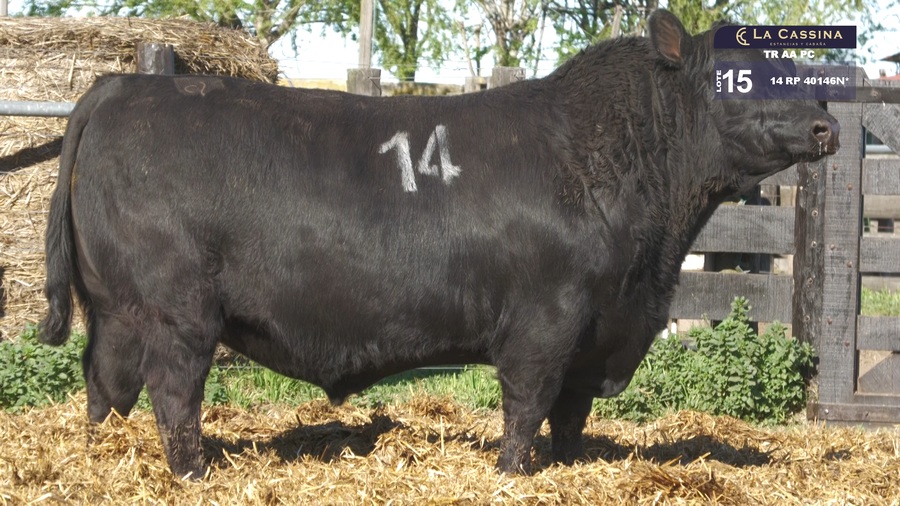 Lote TOROS ANGUS PURO CONTROLADO