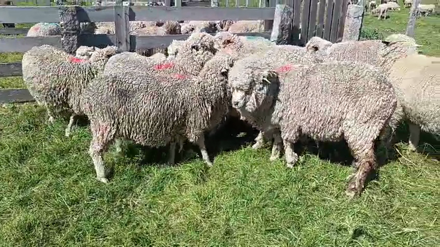 Lote 20 Piezas de cría a remate en Pantalla Camy, San José