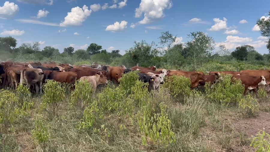 Lote 300 Novillitos en Juan José Castelli, Chaco