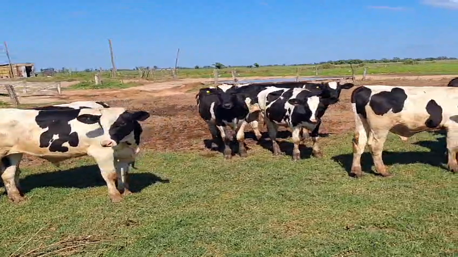 Lote 16 NOVILLITOS HOLANDO ARGENTINO EN EGUSQUIZA, SANTA FE