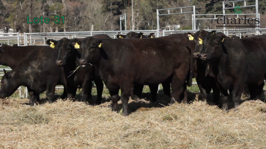 Lote VAQUILLONAS MAS PREÑADAS DE LA CABAÑA CHARLES DE GUERRERO