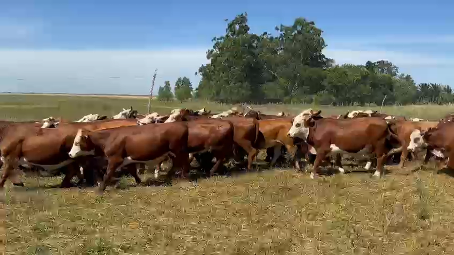 Lote 82 Novillos