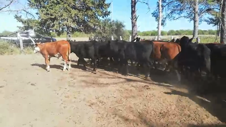 Lote 47 Novillitos en Federal, Entre Ríos