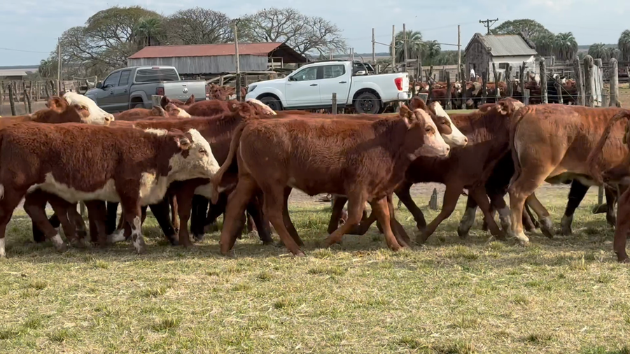 Lote 100 Terneras y vaquillas en Corrientes, Perugorría