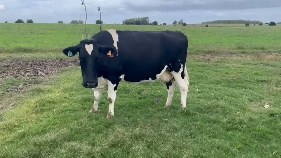 Lote Vacas de Invernada Holando a remate en Pantalla Camy, San José