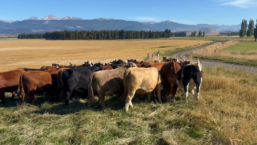 Lote 40 Novillo Engorda Coyhaique, XI Región Aysén