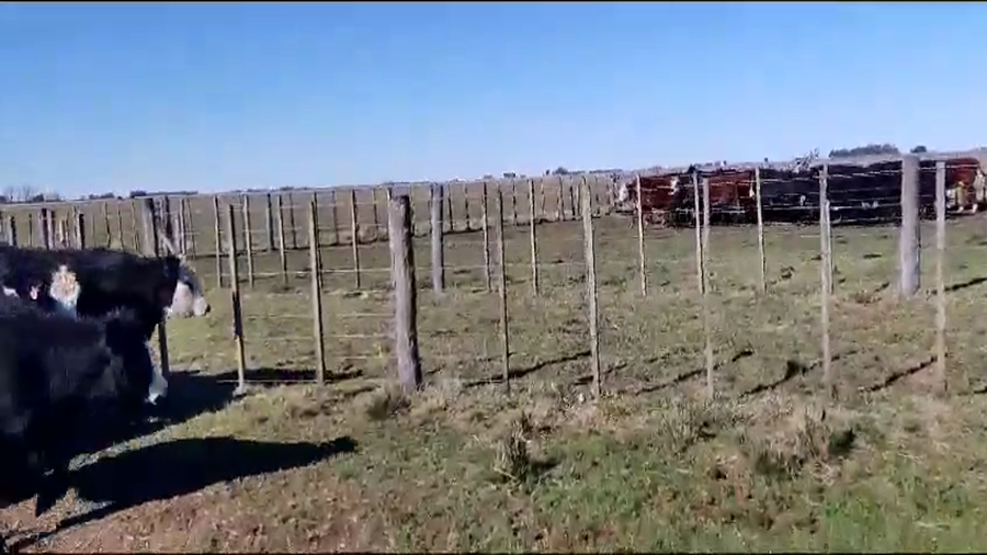 Lote 15 Terneras en Gral. Lamadrid, Buenos Aires