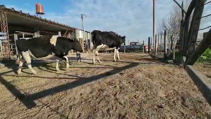 Lote Leonel Amherdt - Vaquillonas Preñadas