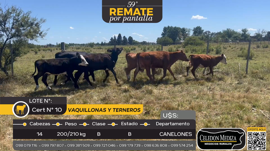 Lote 14 Vaquillonas, terneros  y terneras en Otra Localidad, Canelones
