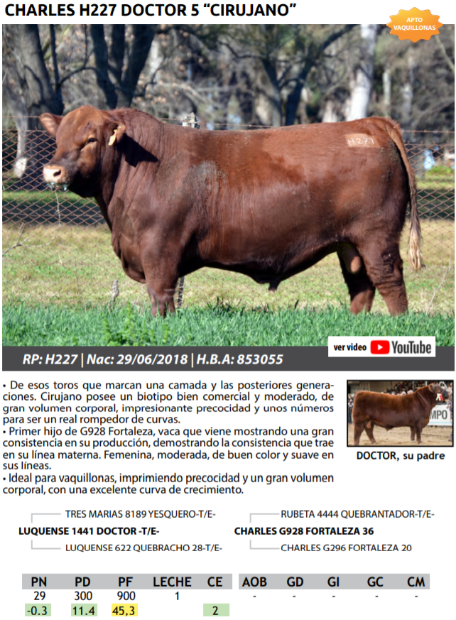 Lote TOROS PEDRIGREE