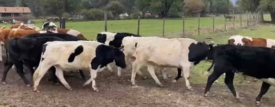 Lote 25 Novillo Engorda en Pirque, Región Metropolitana