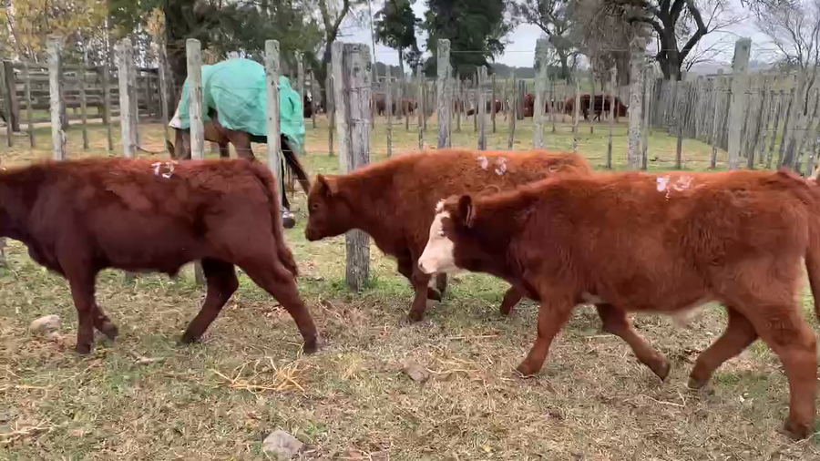 Lote 12 Terneros en Melo, Cerro Largo